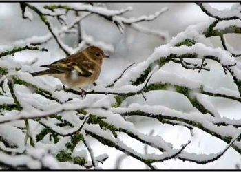 Kanatlılarda Soğuk Bölgelerde Termoregülasyon