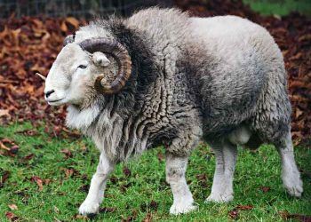 Koçlarda Spermanın Muayenesi ve Değerlendirilmesi