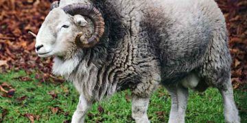 Koçlarda Spermanın Muayenesi ve Değerlendirilmesi