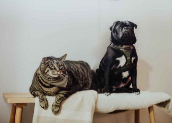 Köpek ve Kedilerde Akut Renal Yetmezliği