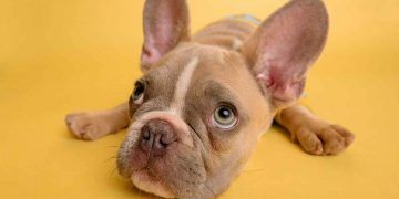 Köpeklerin Sınıflandırılması