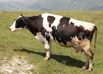 Kötü Beslemenin Göstergeleri