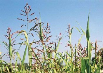 Koyunlarda Kanyaş Otu Zehirlenmesi (Phalaris)