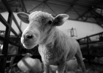 Koyunlarda Kuduz Hastalığı (Rabies, Lyssa, Tollwut)