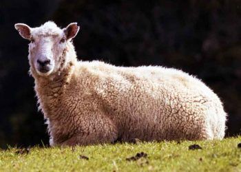 Koyunlarda Laminitis (Pododermatitis Aseptica Diffusa)