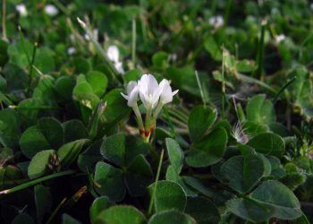 Koyunlarda Östrojenik Etkili Bitkiler de Zehirlenme