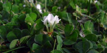 Koyunlarda Östrojenik Etkili Bitkiler de Zehirlenme