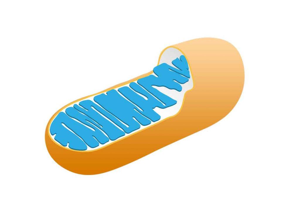 Mitokondri ve Mitokondri Nakli (Mitochondria)