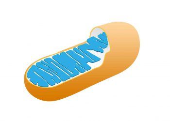 Mitokondri ve Mitokondri Nakli (Mitochondria)