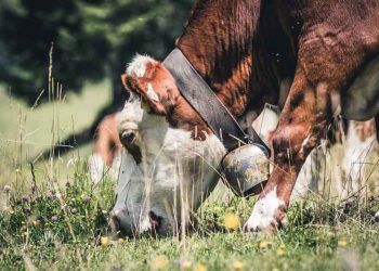 Sığırlarda Ökçe Erezyonu Hastalığı (Kronik Nekrotik Pododermatitis)