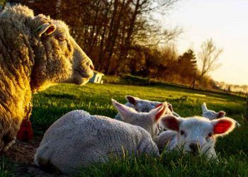 Suni Tohumlamanın Koyunculuktaki Yeri ve Önemi
