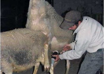 Tohumlama İçin Koçlardan Sperma Alma Nasıl Yapılır?