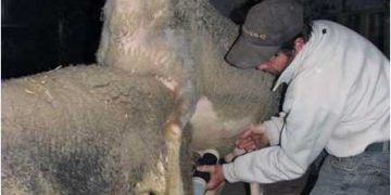 Tohumlama İçin Koçlardan Sperma Alma Nasıl Yapılır?