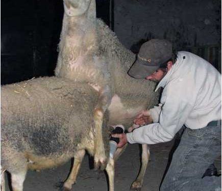 Tohumlama İçin Koçlardan Sperma Alma Nasıl Yapılır?