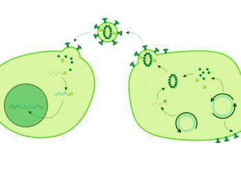 Viral Vektörlerle Gen Nakli Nedir?