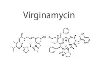Virginamisin Nedir?