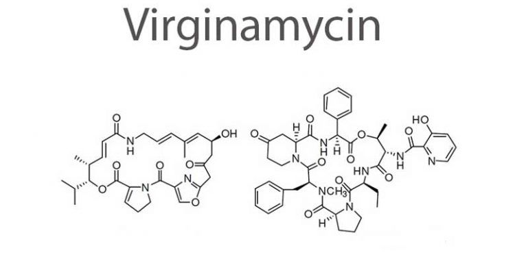 Virginamisin Nedir?