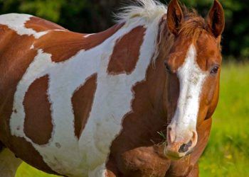 Amerikan Benekli At Irkı