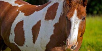 Amerikan Benekli At Irkı