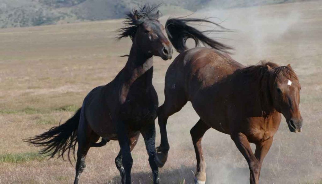 Amerikan Mustang At Irkı ve Özellikleri