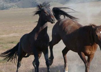 Amerikan Mustang At Irkı ve Özellikleri