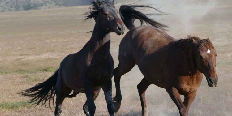 Amerikan Mustang At Irkı ve Özellikleri