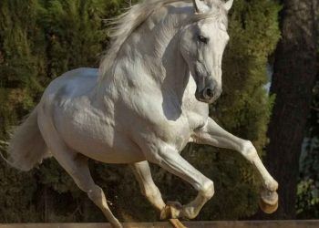 Andalusian At Irkı ve Özellikleri (Endülüs Atı)