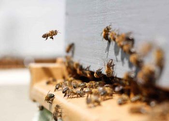 Arı Irkları ve Özellikleri