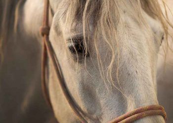 Atlar ve Et Verimleri