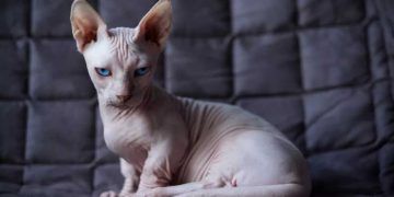 Bambino Kedi Irkı ve Özellikleri