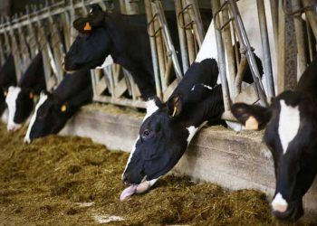 Biyogüvenlik, Koruyucu Hekimlik ve Sürü Yönetimi