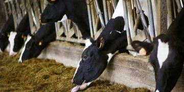 Biyogüvenlik, Koruyucu Hekimlik ve Sürü Yönetimi