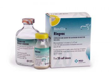 Bovilis Ringvac