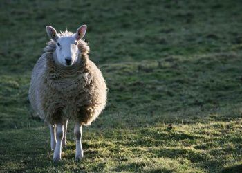 Çiftlik Hayvanlarının Enerji, Protein ve Su Eksikliği