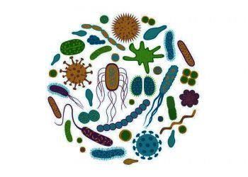 Disbiosis Bağırsak Sağlığını Etkiler