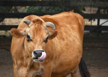 İneğin Doğumdan Sonraki İlk Kızgınlığı