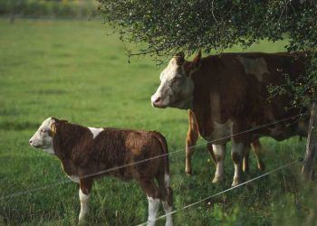 İnek Doğurduktan Sonra