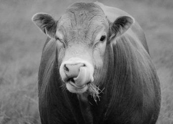 İneklerde Dil Yuvarlama