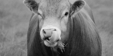 İneklerde Dil Yuvarlama