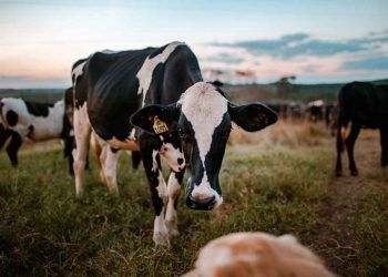 İneklerde Yumurtalık Kistleri