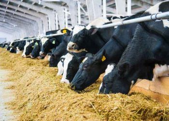 İneklerin Yem Tüketimi