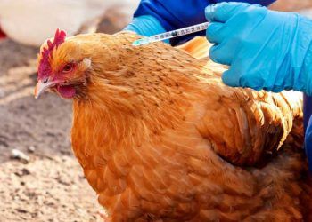 Kanatlı Yetiştirmede Aşı Etkinliği Anahtardır