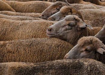 Koyunlarda Kızgınlık ve Kızgınlık Siklusu