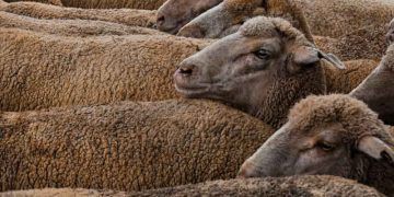 Koyunlarda Kızgınlık ve Kızgınlık Siklusu