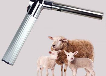 Koyunların Tohumlanması