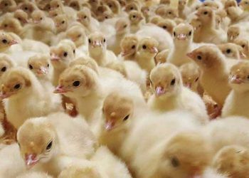 Kuluçkahanede Aşılamanın Yararları