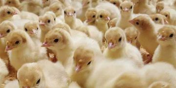 Kuluçkahanede Aşılamanın Yararları