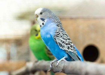 Kuşların Gut Enfeksiyonu