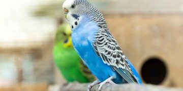 Kuşların Gut Enfeksiyonu