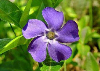 Vinkristin Sülfat Nedir?